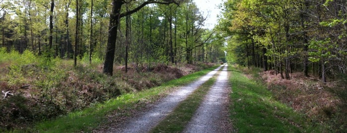 Forêt de Chanveaux is one of Lugares favoritos de Mael.
