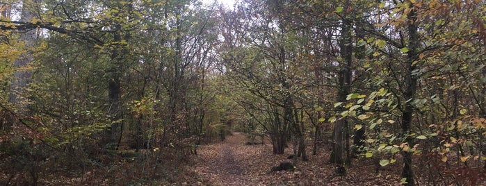 Bois de Lutterbach is one of Mael : понравившиеся места.