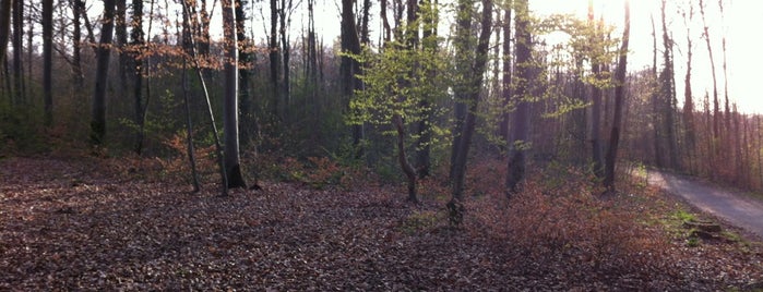 Forêt du Tannenwald is one of Lieux qui ont plu à Mael.