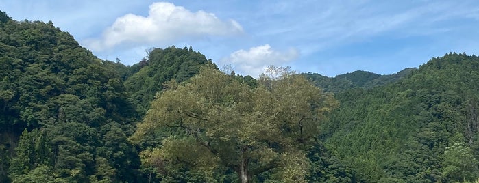 太陽ノックの木 is one of 茨城.