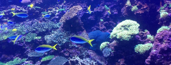 Umitamago is one of Top picks for Aquariums.