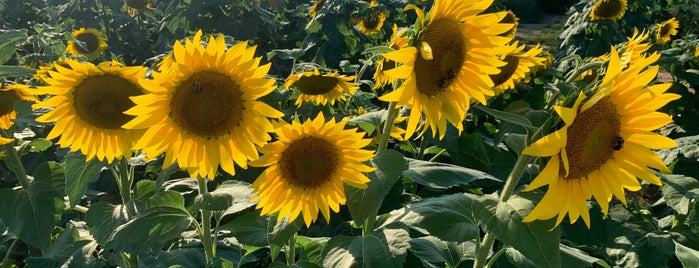 Sunflower Maze is one of North Fork/Shelter Island.