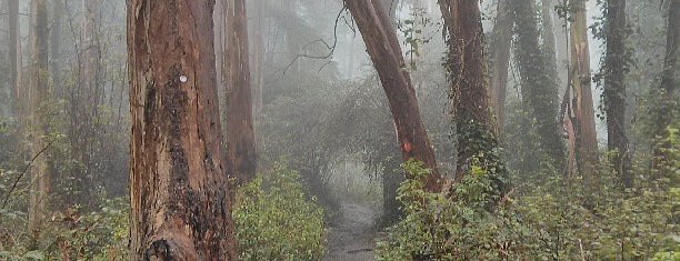 Mount Sutro Summit is one of Parks.