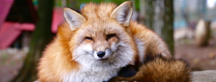 Miyagi Zao Fox Village is one of Not in the USA.