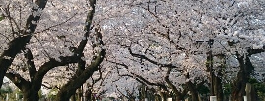 Yanaka Cemetery is one of Tokyo.