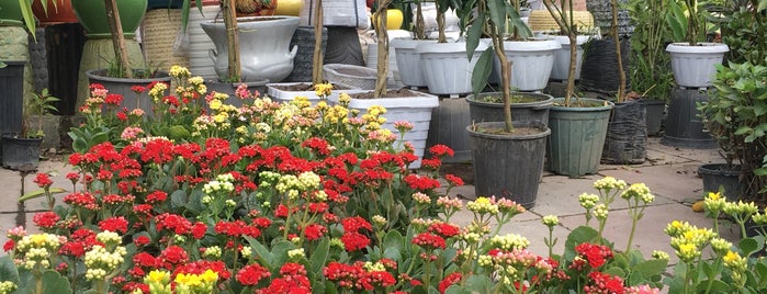 فروشگاه گل و گیاه تراریوم |  Terrarium Flower Shop is one of Locais curtidos por Minaary.