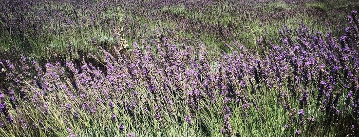 Clairmont Lavender Farm is one of Scenic Points, Places.