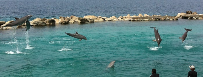 Sea Lion Encounters is one of Curaçao.