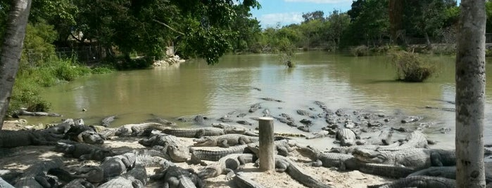 Everglades Alligator Farm is one of Outdoor Activities.