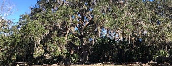 Fairchild Oak is one of Date Spots.