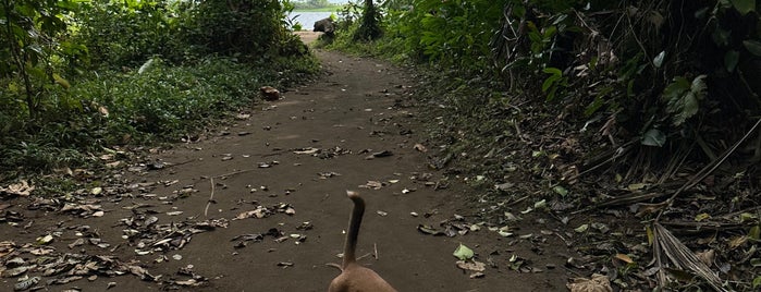 Parque Nacional Tortuguero is one of CostaRica.