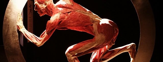 BODY WORLDS - La Mostra Originale is one of Lieux qui ont plu à Mattia.