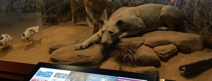 The Man-Eaters Of Tsavo is one of Chicago Atlas Obscura.