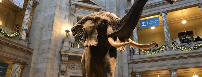 Smithsonian National Museum of Natural History is one of Diego'nun Beğendiği Mekanlar.