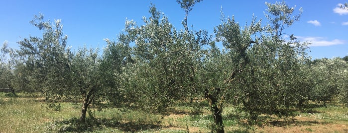 Chiavalon Olive Oil Farm is one of สถานที่ที่ Justin ถูกใจ.