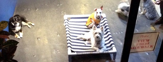 Dog Wash Doggie Daycare & Boarding NYC is one of Sara'nın Beğendiği Mekanlar.