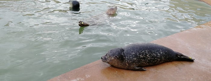 Natureland Seal Sanctuary is one of Skegness.