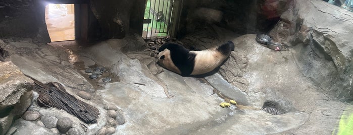Panda Pavilion of Beijing Zoo is one of stops in china.