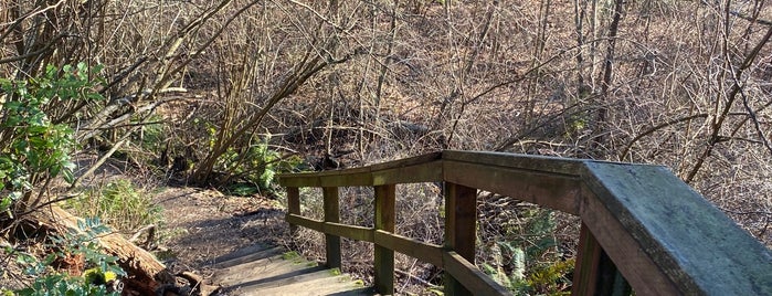 Orchard Street Ravine is one of Seattle's 400+ Parks [Part 2].