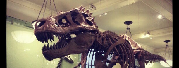 American Museum of Natural History is one of Best Things to do in New York When it Rains.