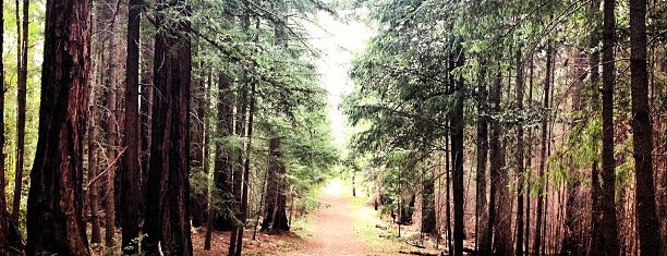 Big Basin Redwoods State Park is one of Tempat yang Disimpan kaleb.