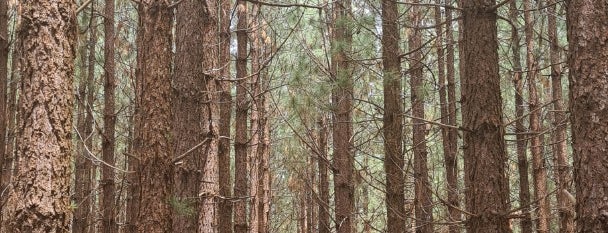 Kuitpo Forest is one of Adelaide.