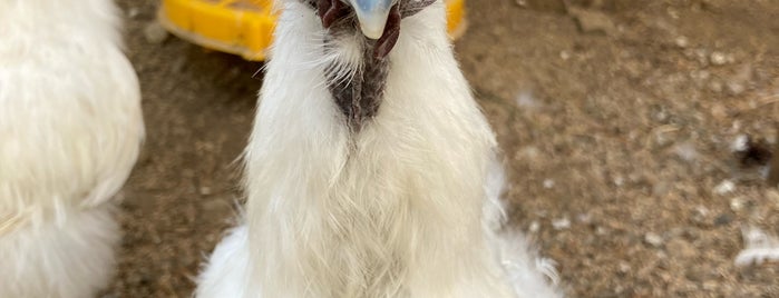 Kitee Zoo is one of финский домик.