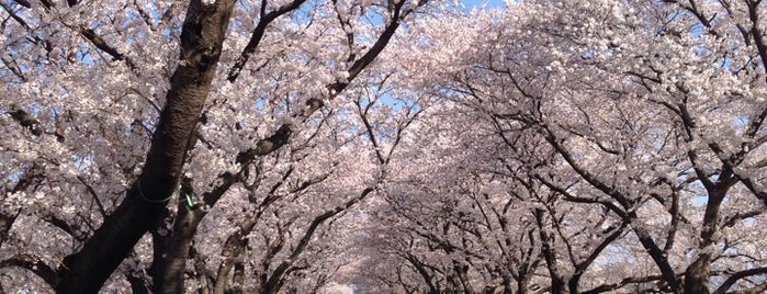 수도산길 벚꽃길 is one of 경주 / 慶州 / Gyeongju.