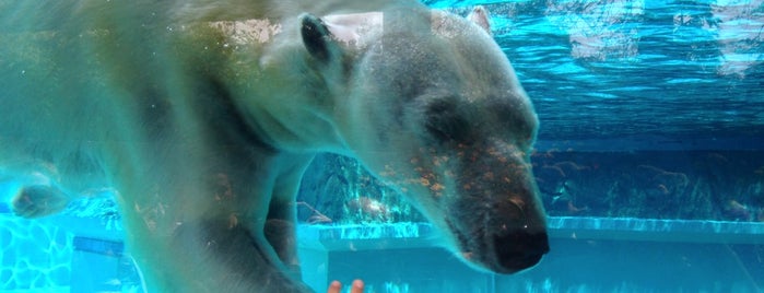 Lincoln Park Zoo is one of Tempat yang Disukai Kirill.