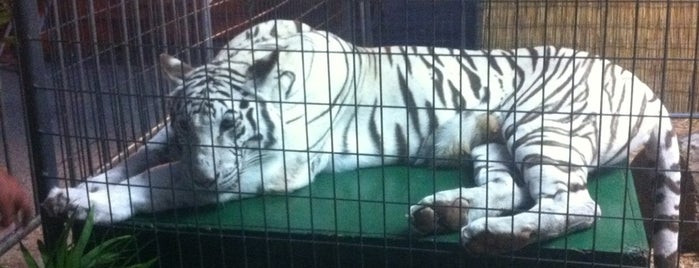 Royal White Tiger Discovery Exhibit is one of J 님이 좋아한 장소.