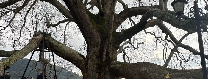 Tarihi Çınaraltı Aile Çay Bahçesi is one of Gideceğim YERLER.