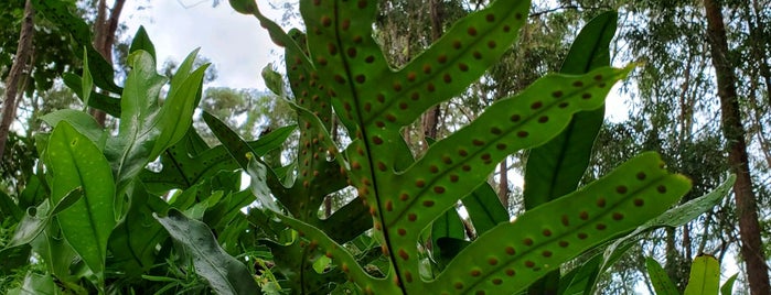 Maunalaha & Kanealole Trailhead is one of Oahu with JetSetCD.