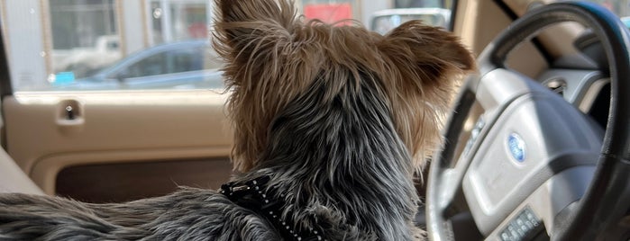 Madison Square Dog Park is one of dog friendly.