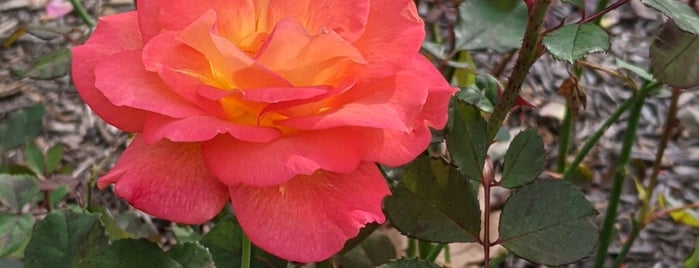 Rudolph W VanDerGoot Rose Garden is one of Lugares favoritos de Lizzie.