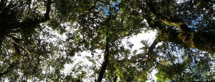 Parque Florestal SAMAE is one of São Bento do Sul e ao redor.