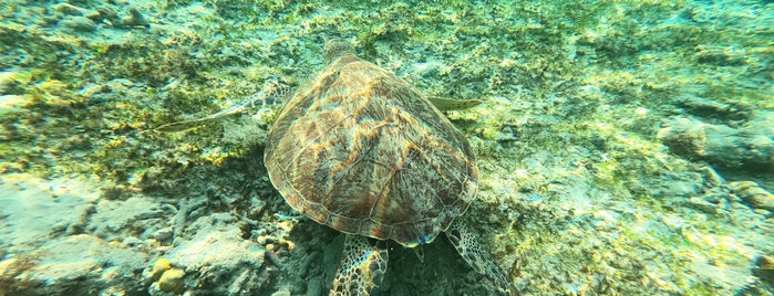 Trawangan Dive (PADI 5 Star) is one of Gili lombok best spots.