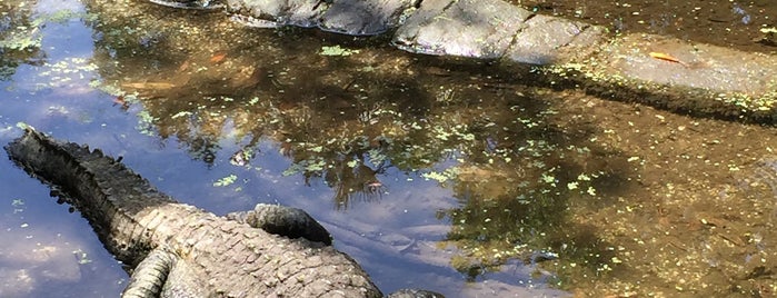 Homosassa Springs Wildlife State Park is one of Central Florida.