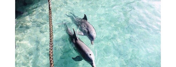 Staniel Cay Yacht Club is one of Where in the World (to Dine, Pt. 2).