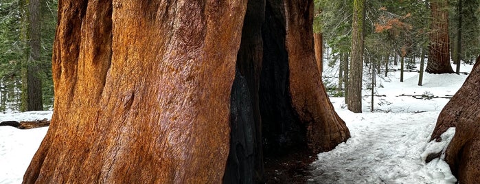 Sequoia National Park is one of San Fran.