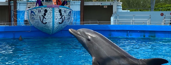 Top Deck Dolphin Show is one of Miami, FL 2022.