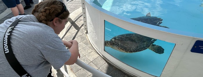 Loggerhead Marinelife Center is one of Trips south.