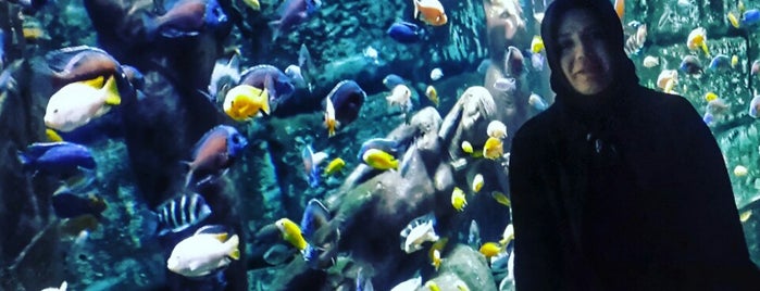 Antalya Aquarium is one of Nalan'ın Beğendiği Mekanlar.