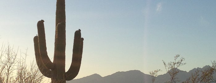 Saguaro National Park is one of Sunset in Arizona.