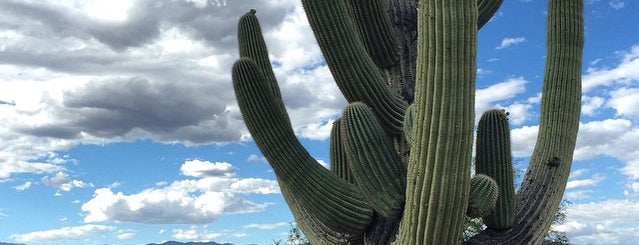 Saguaro National Park West is one of Turbofugg American Road Trip 17.