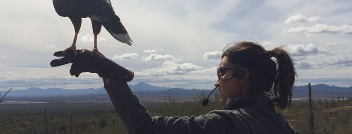 Raptor Free Flight is one of eric'in Beğendiği Mekanlar.