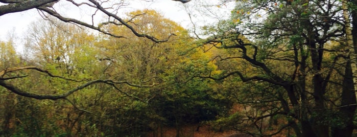 Hampstead Heath is one of Foursquare 9.5+ venues WW.