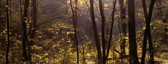 Голосіївський ліс is one of Orte, die Illia gefallen.