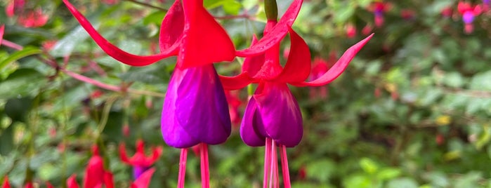 Fuchsia Dell is one of Golden Gate Park.