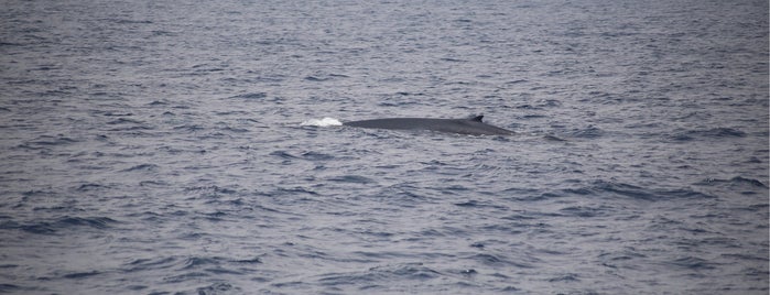 Whale Watching is one of Sri Lanca.