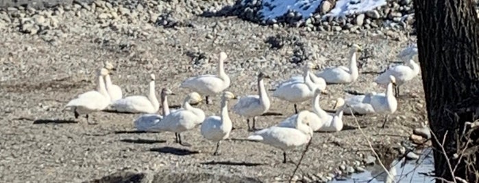 犀川白鳥湖 is one of あづみ野ポタ♪.